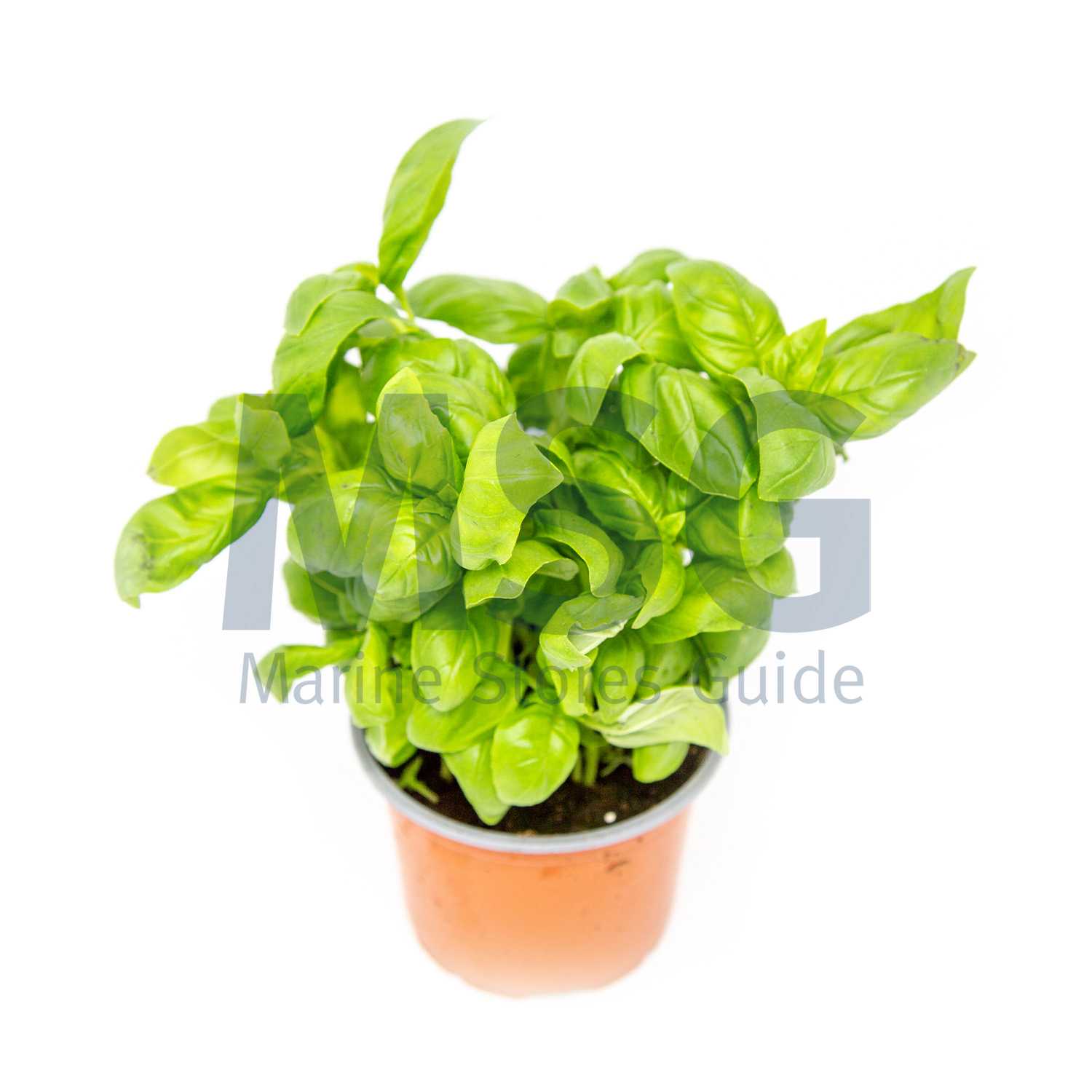 BASIL WHOLE