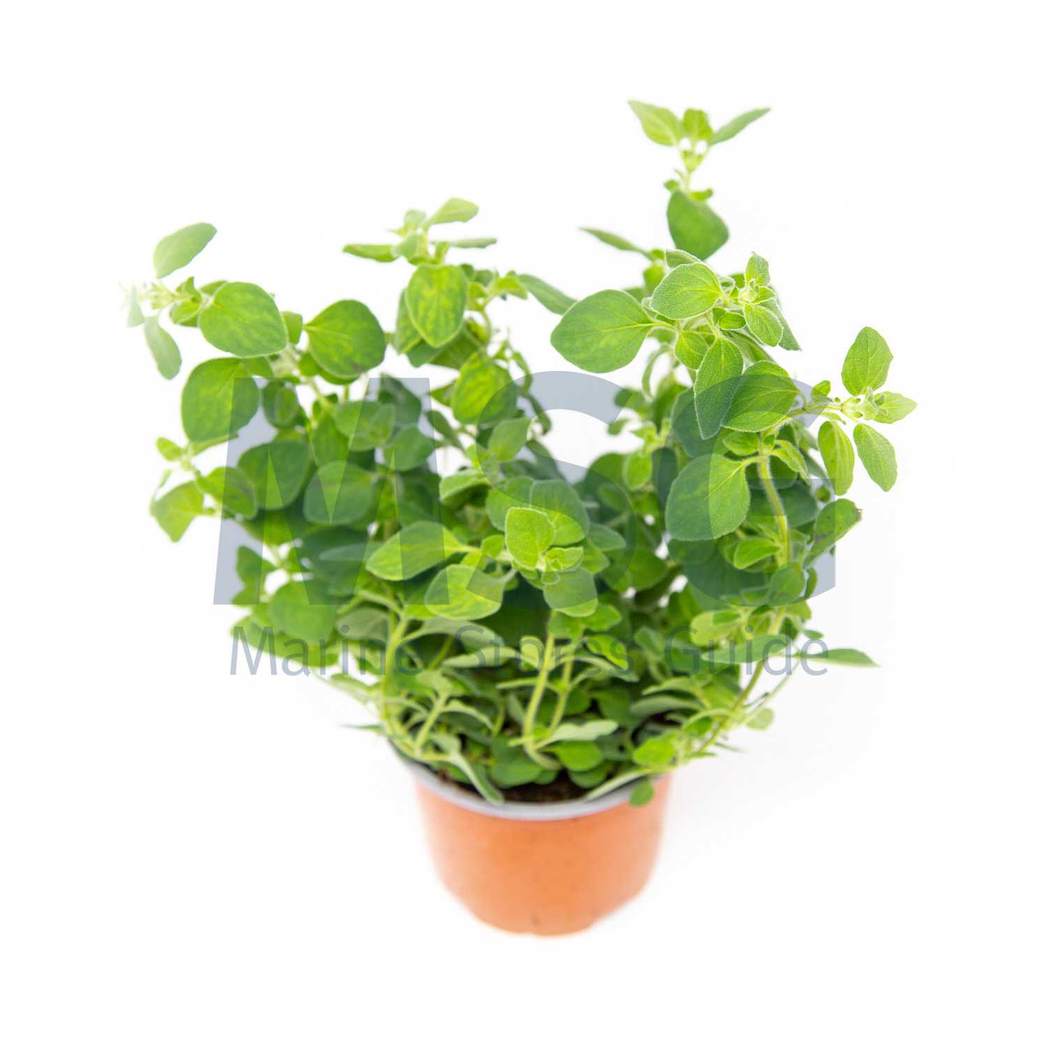OREGANO WHOLE
